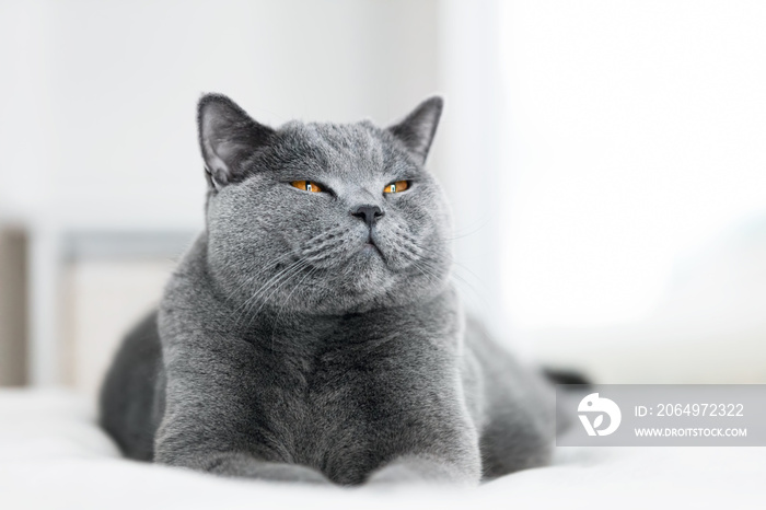 Sweet grey cat laying with eyes closed