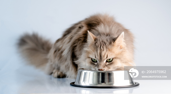 毛茸茸的猫在灯光室的碗里吃东西