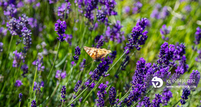 Lavender flowers, Closeup view of a butterfly on a lavender blossom in spring