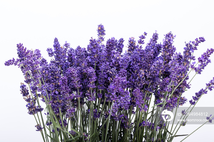 .Lavender isolated on white background. Close up.