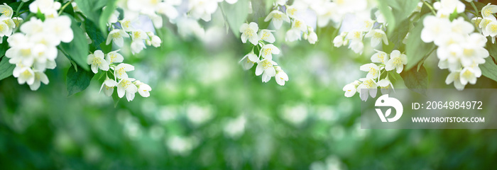 茉莉花的美丽香味在春天的空气中弥漫
