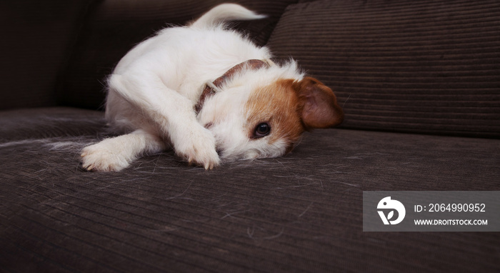 FURRY JACK RUSSELL DOG, ANNUAL SHEDDING HAIR DURING MOLT SEASON PLAYING ON SOFA FURNITURE