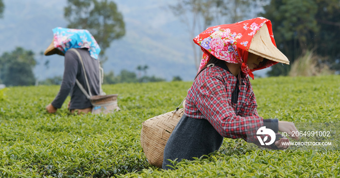 人们在农场采摘新鲜的茶叶