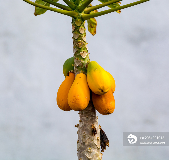 木瓜树上挂着热带木瓜果实，异国美食