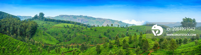 印度喀拉拉邦芒纳尔附近山丘上美丽的茶园。