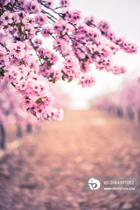 Spring blossom orchard. Abstract blurred background.