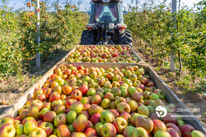 Apple tree orchard juice production industry, autumn harvest plants agriculture