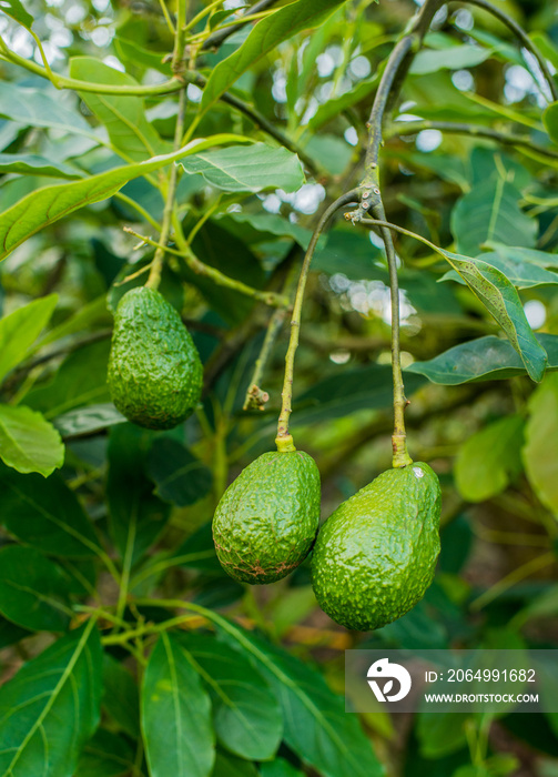 cultivo de aguacate orgánico en cosecha