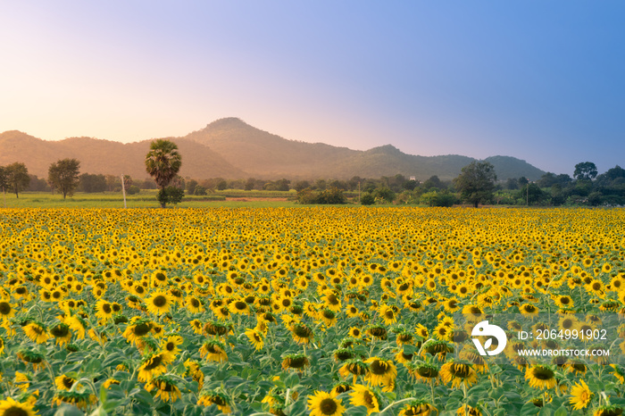 field of blooming sunflowers on a background sunset