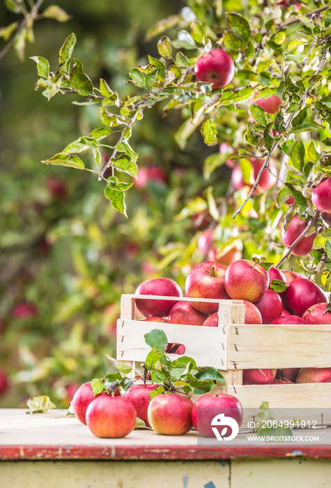 花园餐桌上的木箱里新鲜成熟的红苹果