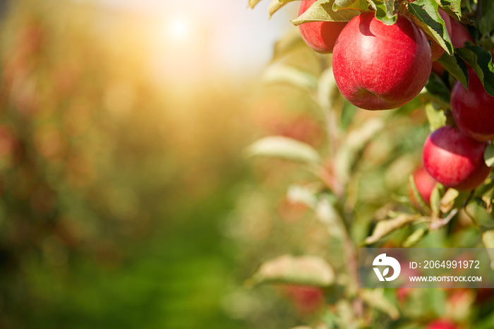 Apples on the tree