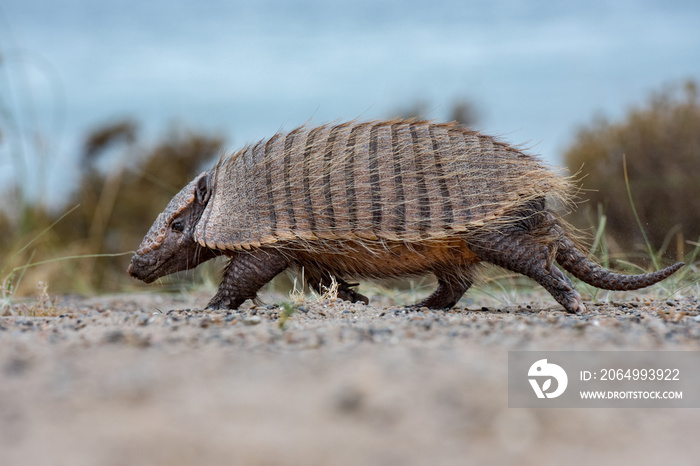 patagonia armadillo close up portrait