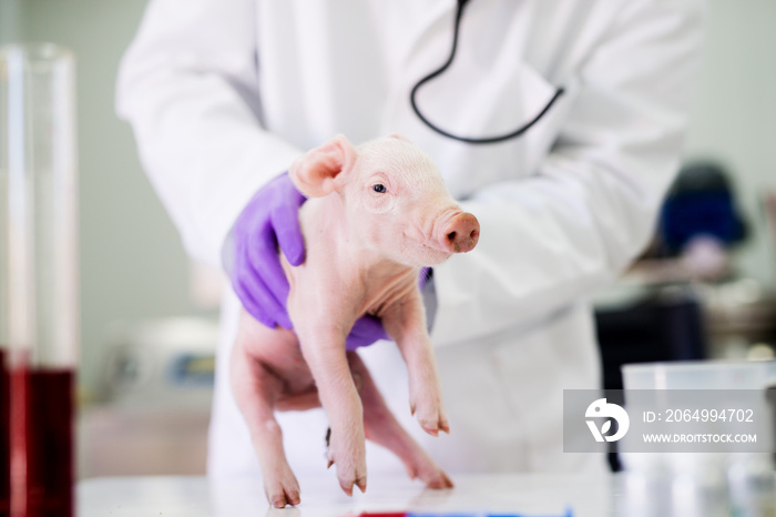 Pig examination at laboratory. Healthcare industry, veterinarian checking pig health.