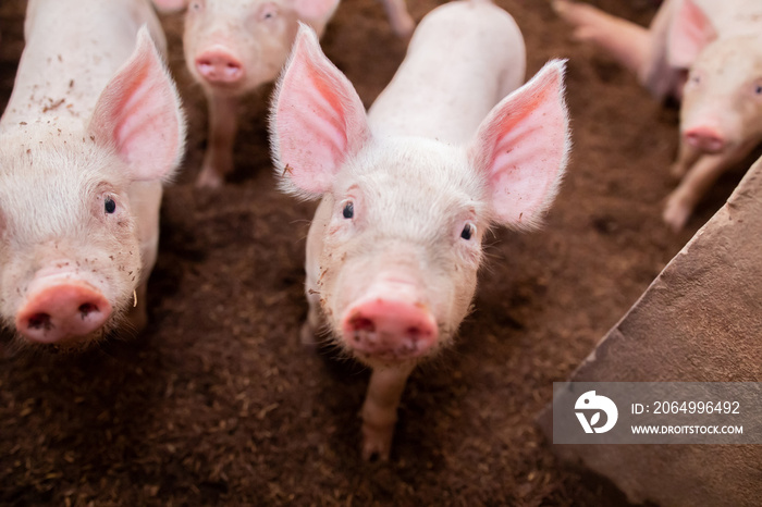 Many pigs are walking on the chaff in an organic pig farm. Rural farm livestock