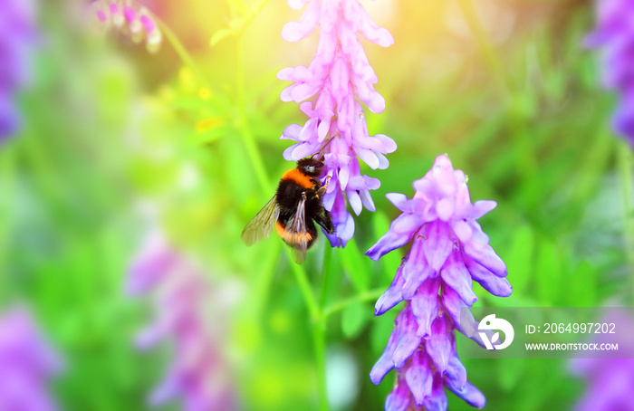 Bumblebee on the flowers of wild vetch.