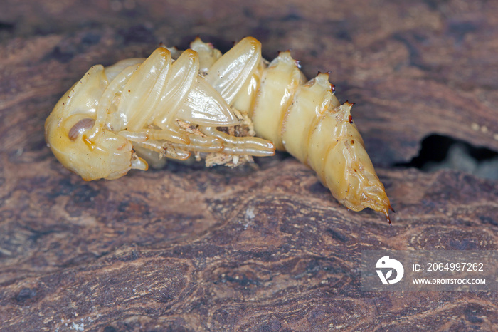 Pupa of darkling beetle (Zophobas morio) on wood.