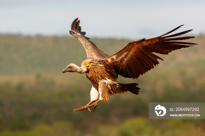 White backed vulture flying before landing in Zimanga Game Reserve in Kwa Zulu Natal in South Africa