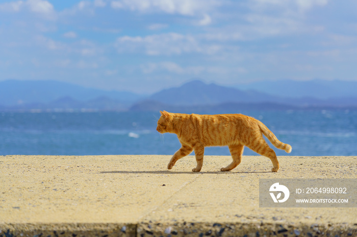 猫島　相島　歩く猫