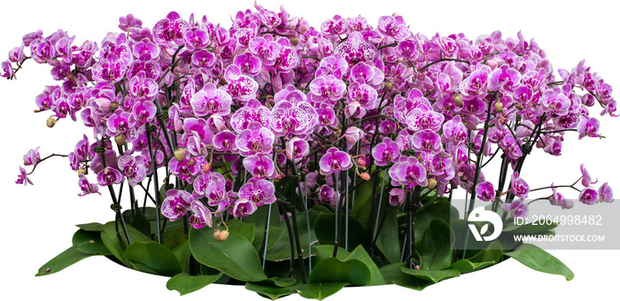 紫色兰花植物隔离株