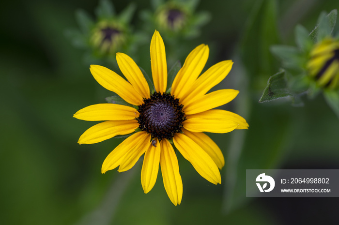 Rudbeckia shirta黄色花朵，黑褐色中心盛开，花园中的黑眼睛苏珊