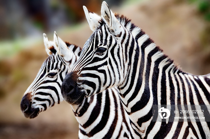 portrait of zebra