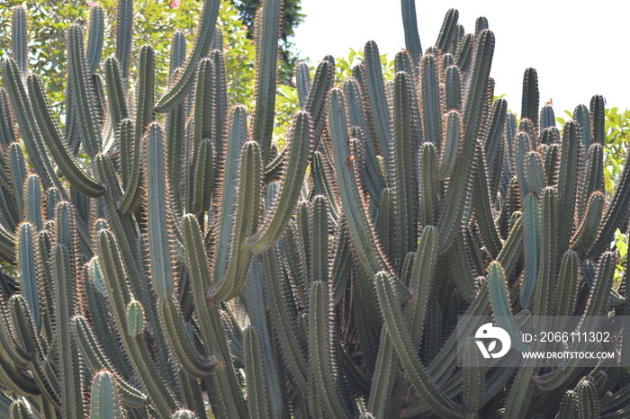 夜晚的女王，Cereus repandus或Cereus peruvianus，秘鲁的苹果仙人掌，是一种巨大的，ere