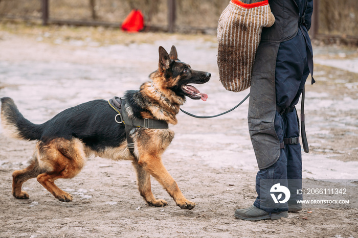 德国牧羊犬训练。咬狗。