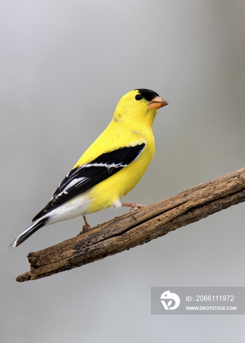 American Goldfinch (Spinus tristis) perched on a branch with a white background.