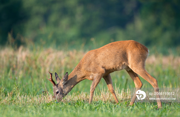 Roe deer grazing in a field