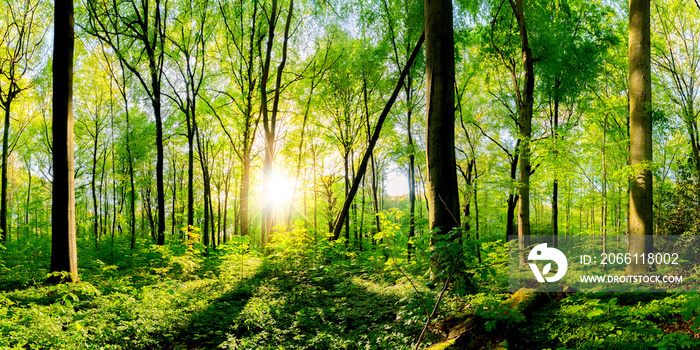 Frühling im Wald bei strahlendem Sonnenschein