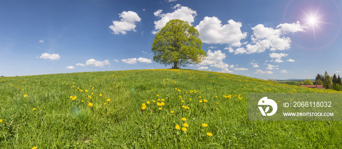 Große Linde als Einzelbaum im Frühling