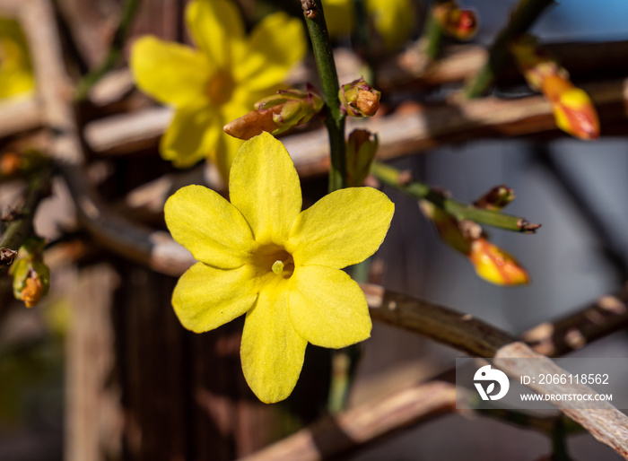 Gelber Winterjasmin  Jasminum nudiflorum  im Garten