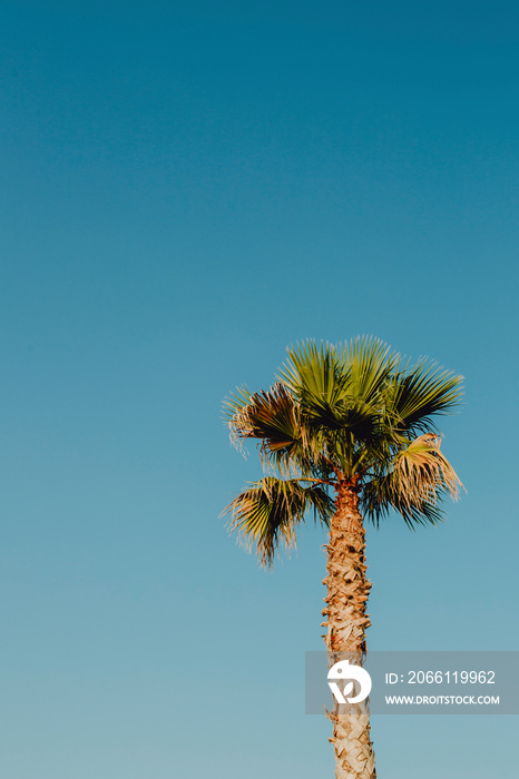 蓝天与棕榈树
