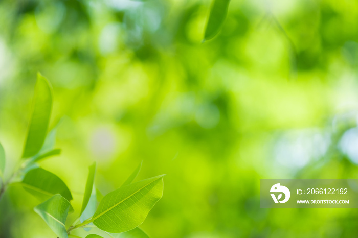 Close up beautiful view of nature green leaves on blurred greenery tree background with sunlight in 