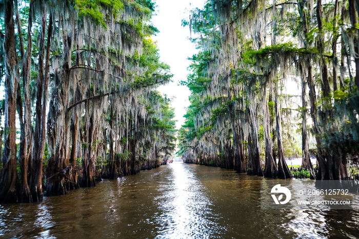 Tunnel of trees through a bayou at Caddo Lake near Uncertain, Texas