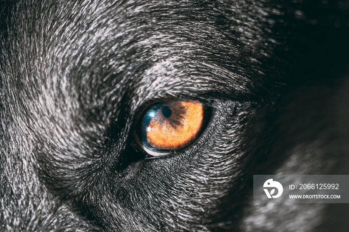 黑狗的近距离瞳孔。狗的眼睛