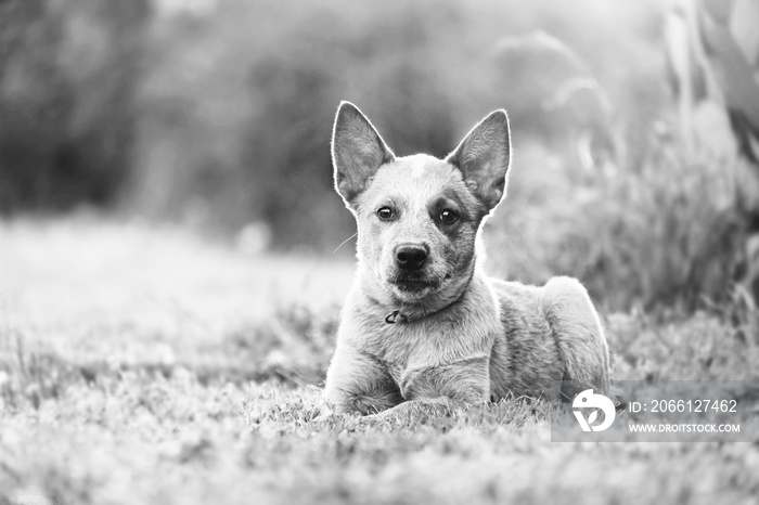 Heeler cattle dog puppy in outdoors landscape, black and white pet portrait.