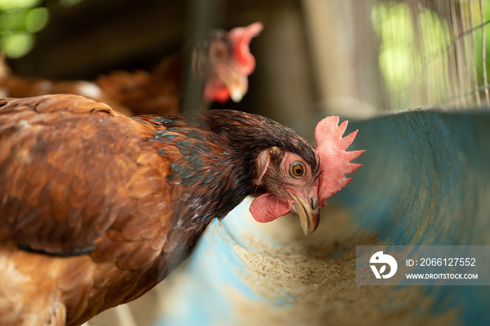 Hens in bio farm.,Chickens in farm at day.