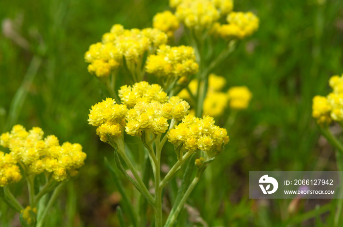 厚朴黄色花朵immortelle