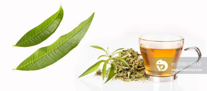 Tea with lemon verbena - Aloysia citrodora. White background