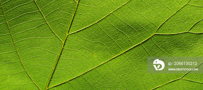 close up of green leaf texture ( teak leaf )
