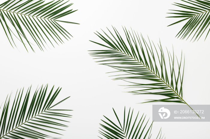 Green palm leaves decorating for composition design