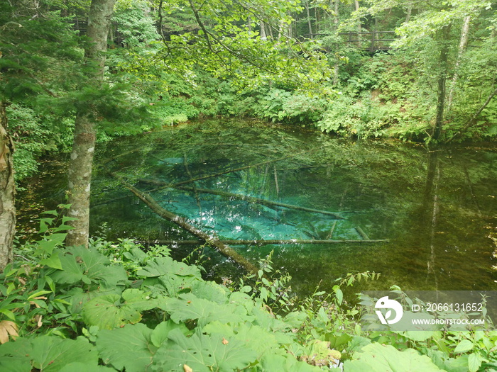 北海道の神秘的な神の子池