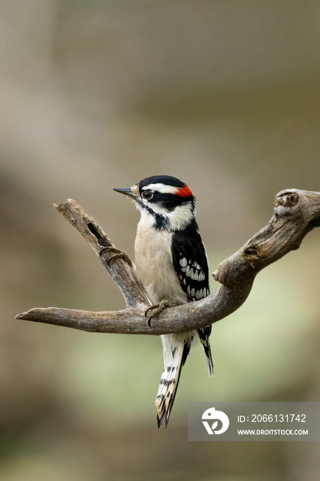 posing woodpecker on a short branch