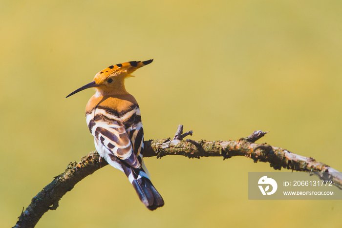 欧亚Hoopoe，普通Hoopoe或Upupa epops，树枝上美丽的棕色鸟