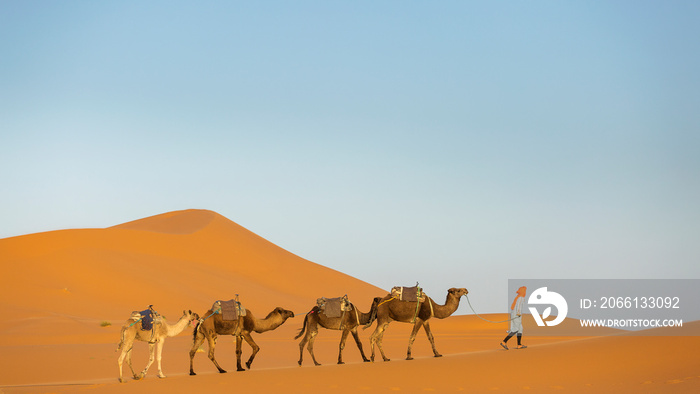 Camels caravan in the dessert of Sahara with beautiful dunes in background. Morocco