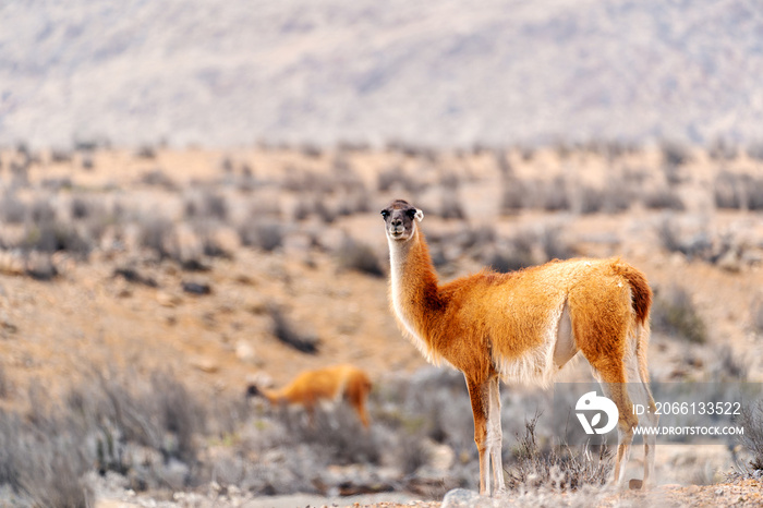 guanaco or lama guanicoe in the desert of Chile.