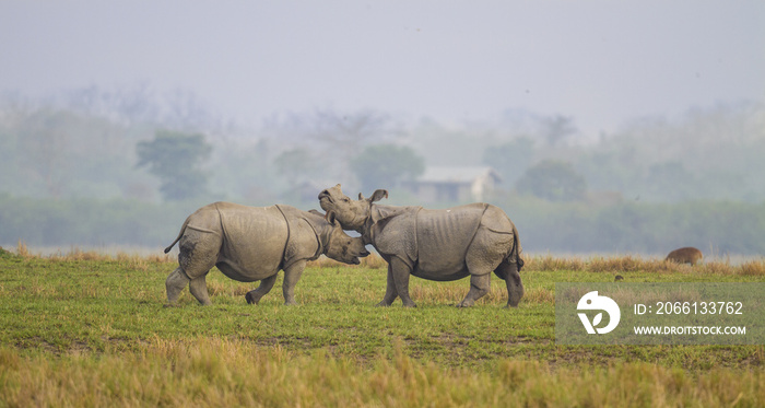 Fighting Rhino