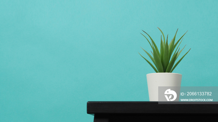 Artificial cactus plants or plastic or fake tree on desk with green and blue or Tiffany Blue backgro