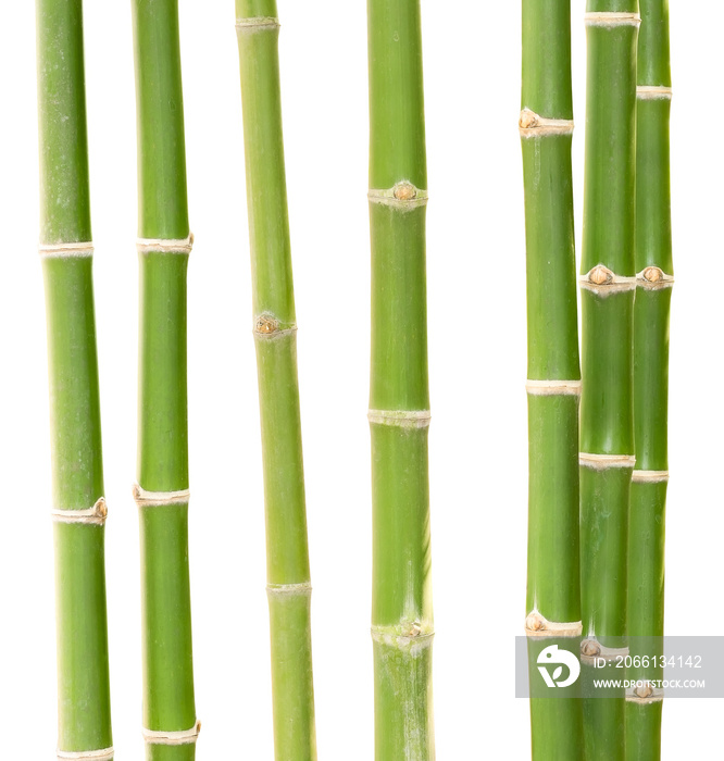 Bamboo isolate on white background